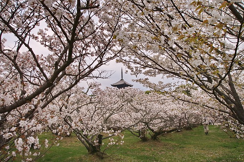 【写真】桜 : 仁和寺