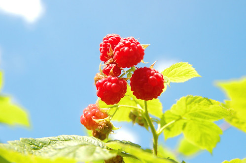 the 2013 raspberry harvest begins! I.