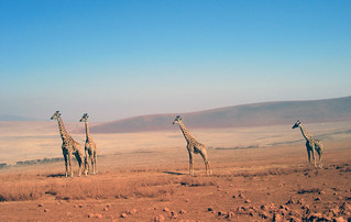 Giraffen (Ngorongoro)
