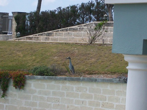 Catching a heron resting on a ledge in the backyard.