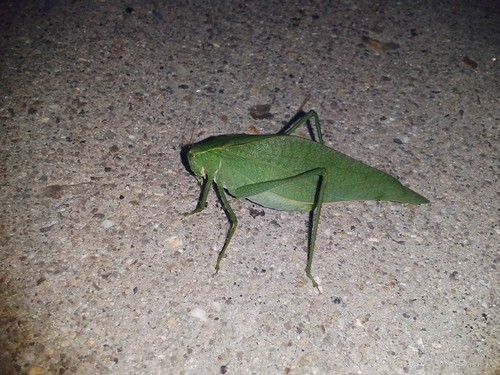 Katydid Green Leaf Bug (Oct 4 2013)