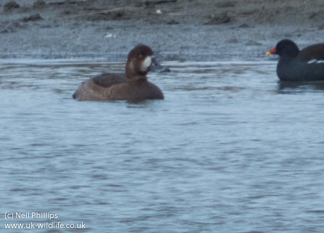 Scaup juv female west canvey