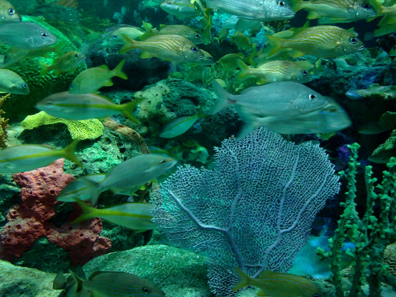 Ripley's Aquarium corals