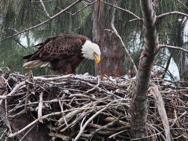 Bald Eagle female at nest 20140121