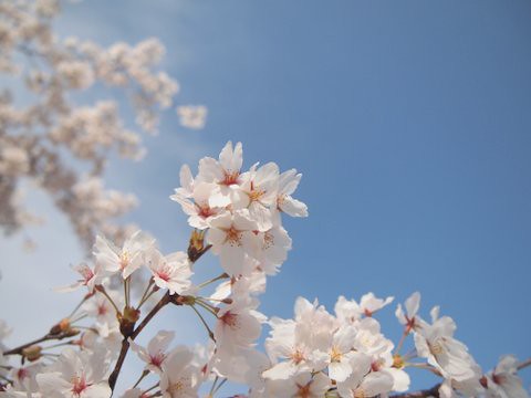 桜と戯れ by sakura meguru