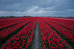 Tulips in Groningen