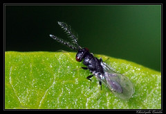 Hymenoptera/Eurytomidae