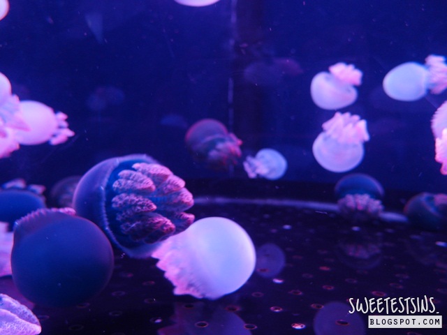 sea aquarium marine life park resort world sentosa singapore (47)