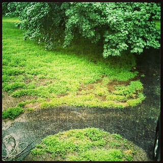 Oh look, it's #raining cats and dogs...again! #pouring #rain #storm