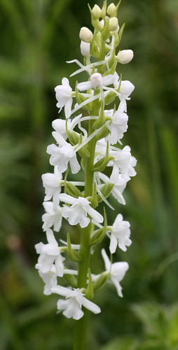 Chalk Fragrant Orchid Gymnadenia conopsea var. albiflora