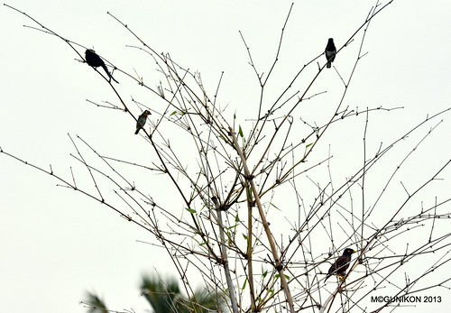 Drongo + Coppersmith Barbet + Magpie Robin + Myna = Sunday Frame! by McGun