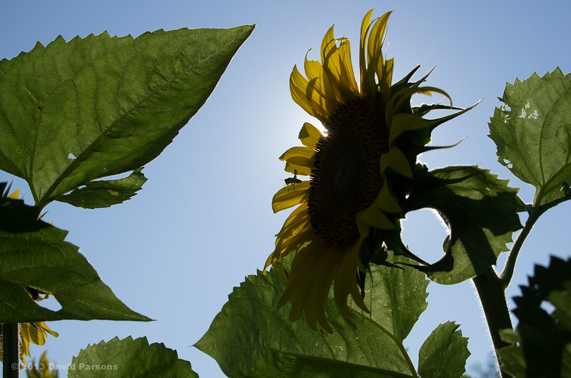 Buttonwood Sunflowers