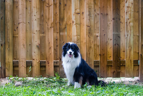 Kooper and the new fence - #192/365 by PJMixer