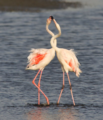 flamingo火烈鸟