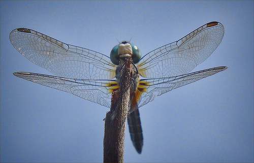 Dragonfly Glamour Shots