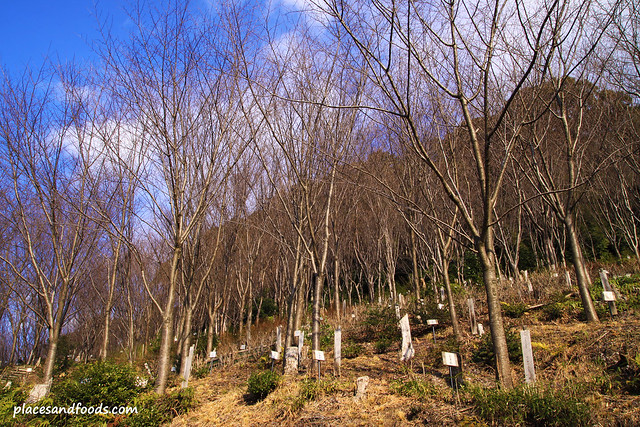Kiyomizudera (清水寺)Temple little forest