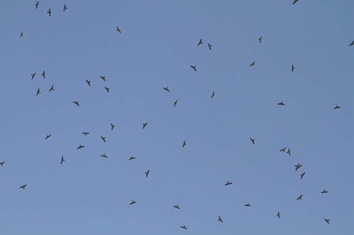 猛禽季你趕上了嗎？墾管處與學術單位研發的「墾丁國家公園猛禽遷徙資訊系統」，快速掌握猛禽蹤跡。（圖片來源：墾管處）