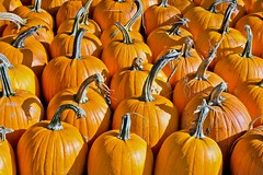 Pumpkin-pumpkins
