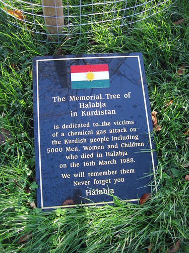 Kurdistan Tree, Middlesbrough