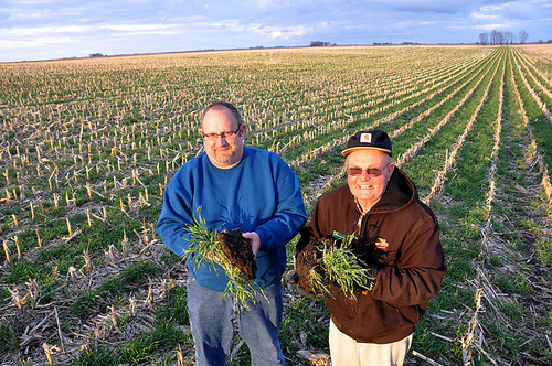 Todd and Arliss Nielsen inspect their ryegrass cover crop in Wright County, Iowa. USDA photo.