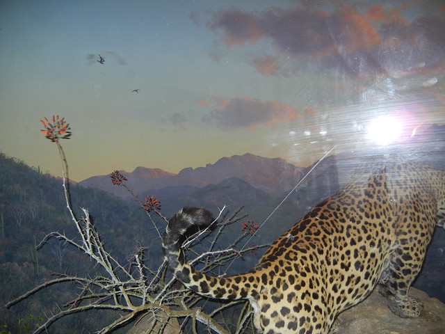 Jaguar, AMNH