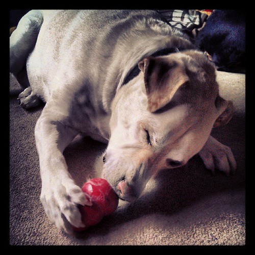 Lunch time #kong with #peanutbutter and #cookies #dogstagram