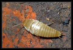 Zygentoma/Nicoletiidae