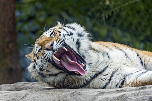 Yawning and lying Lailek by Tambako the Jaguar