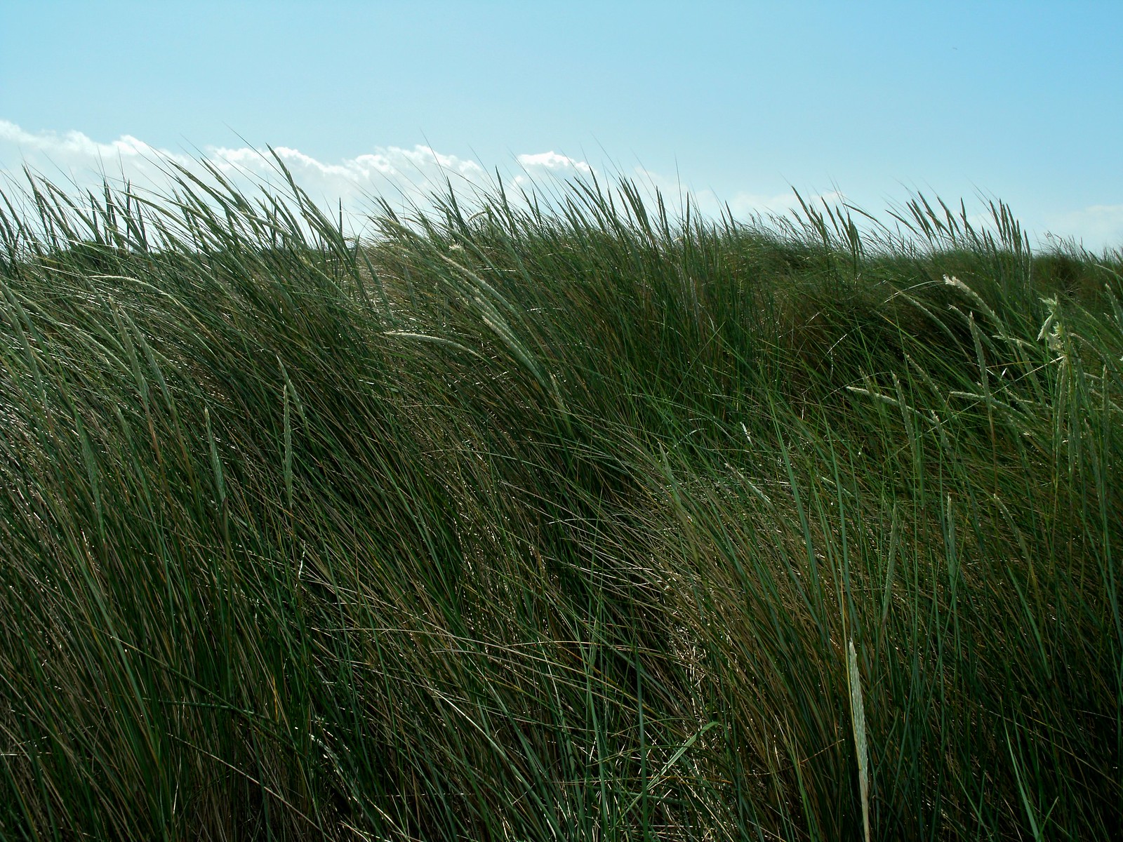 Long green grass in the dunes of Hoek van Holland.