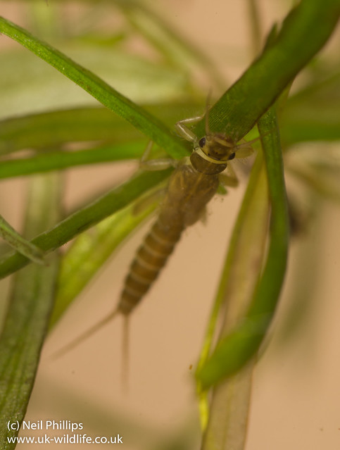 Leuctridae stonefly nymph 2