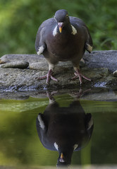 Paloma torcaz - Columba palumbus - Pombo torcaz - Common wood pigeon
