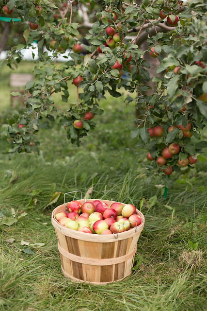 apple picking (40 of 85)