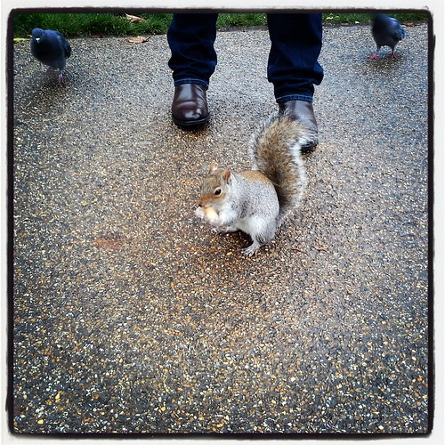 uno scoiattolino di  St. James's Park