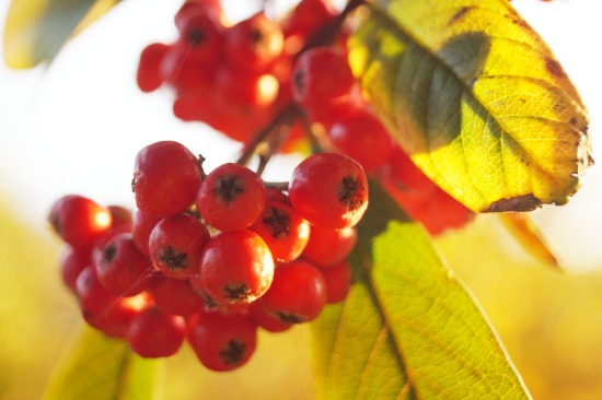 berries in Autumn