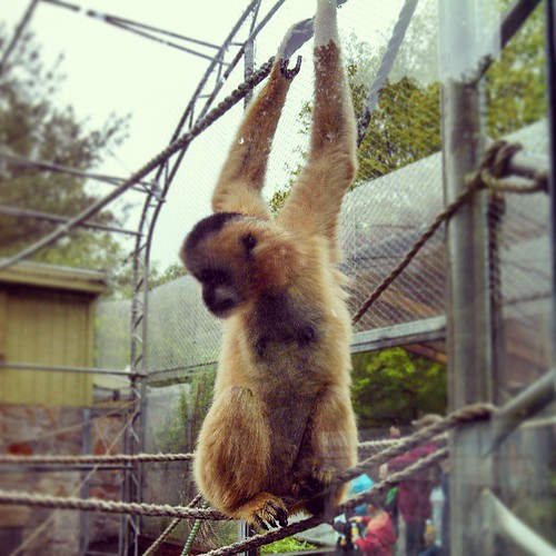 Just hanging... #Gibbon #stonezoo