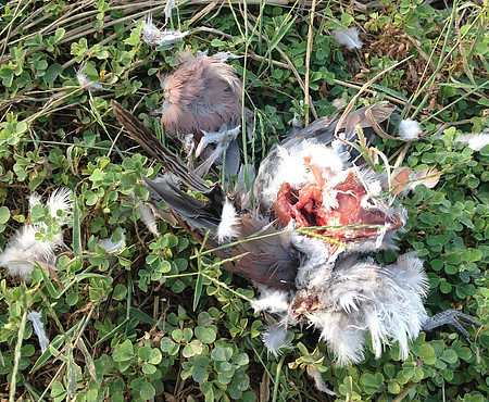 田間中毒死的鳥兒，已經被猛禽開膛剖肚。圖片來源：屏科大野保所鳥類研究室