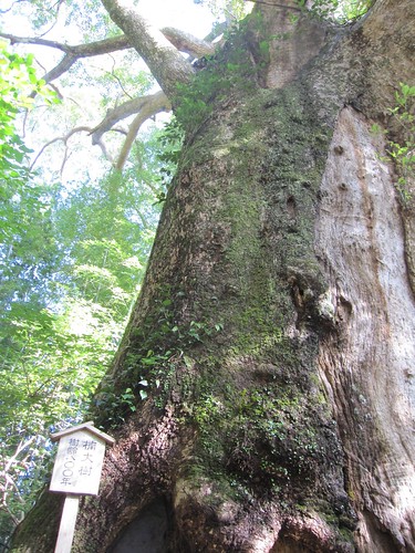 こちらも樹齢800年の楠～熊野古道 by Poran111