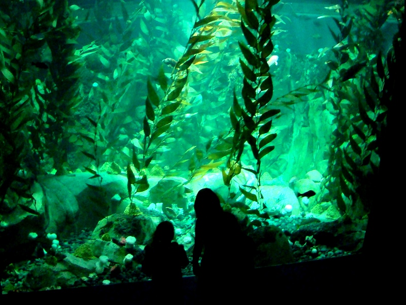 Ripley's Aquarium kelp