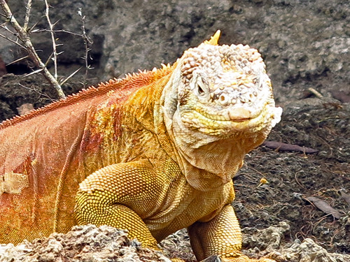 Land Iguana Santa Cruz Galapagos