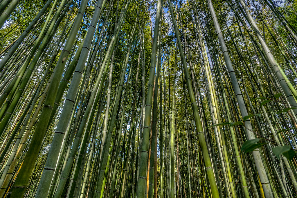 bamboo03.jpg