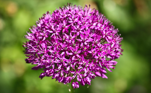 0355 - England, Nottingham, Allium Hollandicum