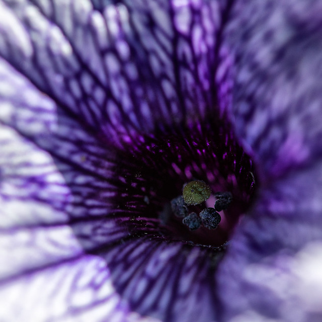 Looking-inside-the-purple-flower