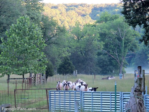 (30-14) Heading into the barn the night before sheep working Monday - FarmgirlFare.com