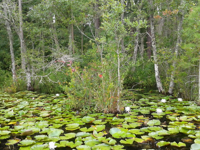 Lilies at the edge of the pond