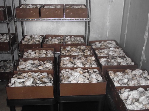 It takes approximately 2 years to harvest an oyster from seed to consumption.  Oysters, ready for sale are boxed in lots of 100 for shipment to market. USDA photo.