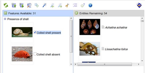 Screen shot of a Lucid key for identifying land snails and slugs.