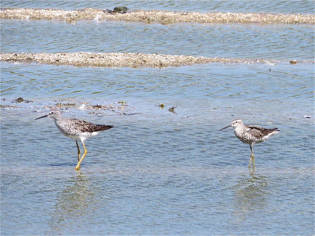Lesser Yellowlegs and Stilt Sandpiper at El Paso Sewage Treatment Center in Woodford County, IL 02
