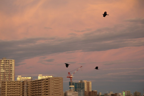 Crow go home -After Typhoon at Saitama