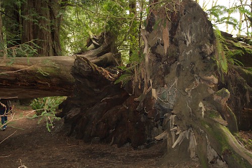 Root Ball--Redwoods