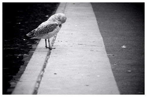 Olympic Plaza seagull by Wanderfull1